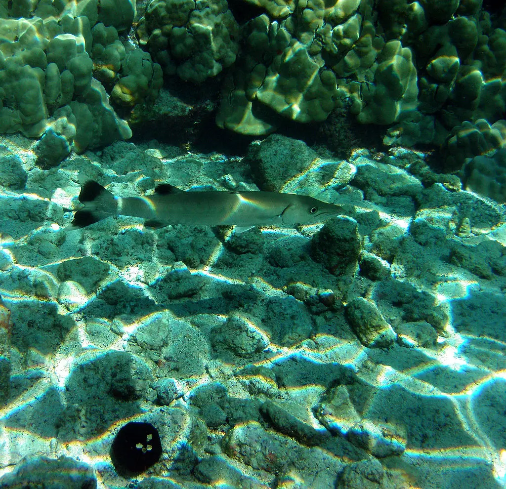Photo of caustics on the bottom of a pool lit by bright light from above. [Source: <a href='https://commons.wikimedia.org/wiki/File:Great_Barracuda,_corals,_sea_urchin_and_Caustic_(optics)_in_Kona,_Hawaii_2009.jpg'>Brocken Inaglory on Wikimedia Commons</a>, CC-BY-SA]