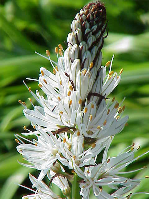 A photo of the asphodel flower. It's a complex black and white conical shape.